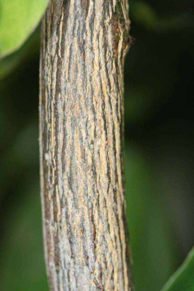              Second - third year twig (Riverside, CA)       